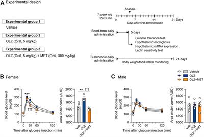 Metformin ameliorates olanzapine-induced obesity and glucose intolerance by regulating hypothalamic inflammation and microglial activation in female mice